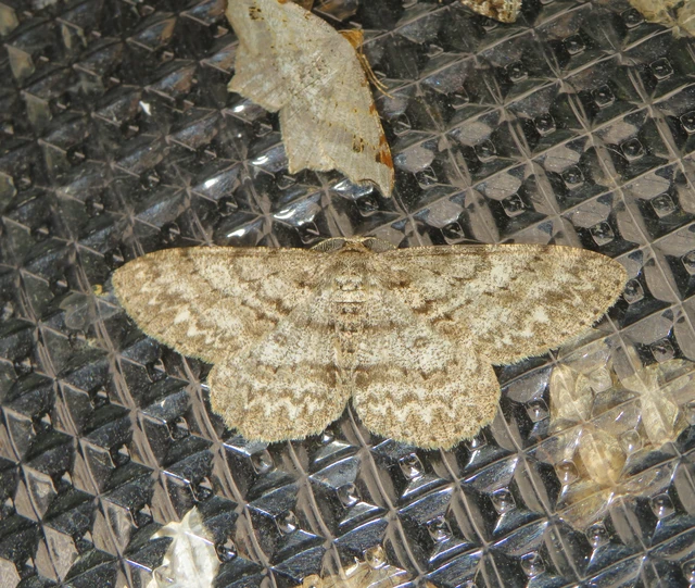 Hypomecis punctinalis - pettyes faaraszoló