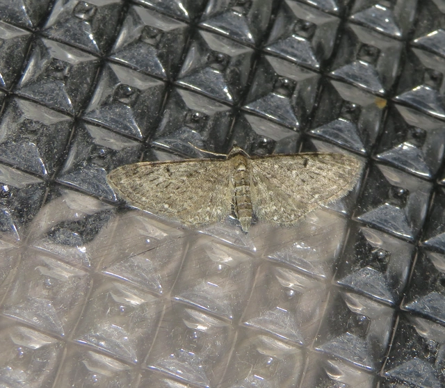 aranyvessző-törpearaszoló - Eupithecia virgaureata