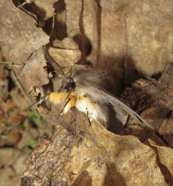 felemás medvelepke - Diaphora mendica