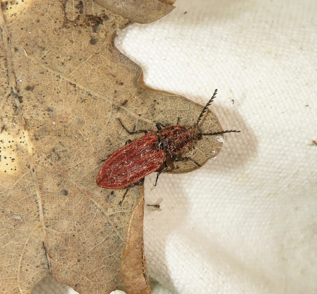 tűzvörös pattanó - Anostirus purpureus