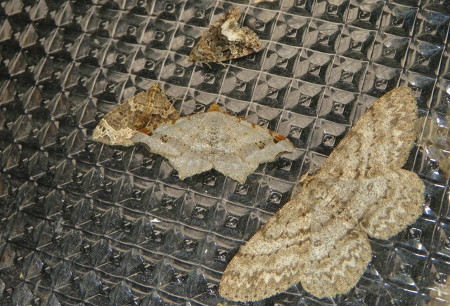 Macaria alternata - közönséges szürkearaszoló