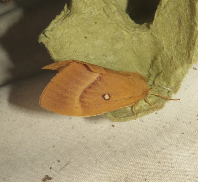 Lasiocampa quercus - tölgyfaszövő