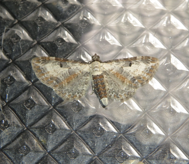 tarka törpearaszoló - Eupithecia succenturiata