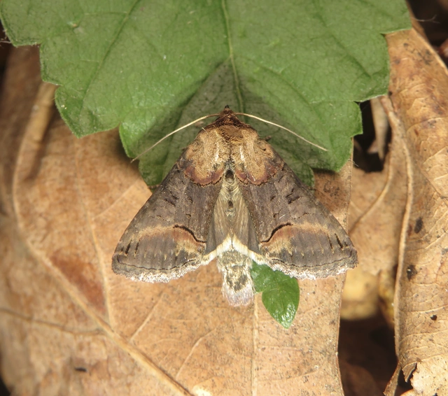 Abrostola triplasia - közönséges csalánbagoly