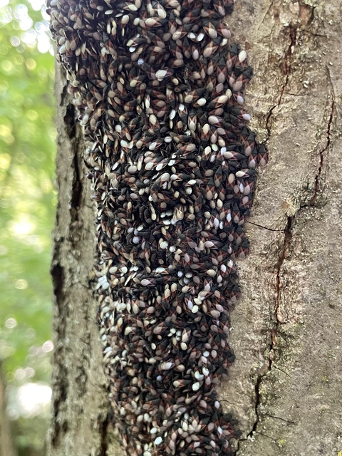 Oxycarenus lavaterae - hársbodobács