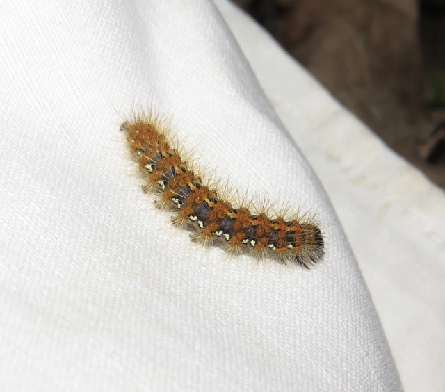 Euplagia quadripunctaria - csíkos medvelepke