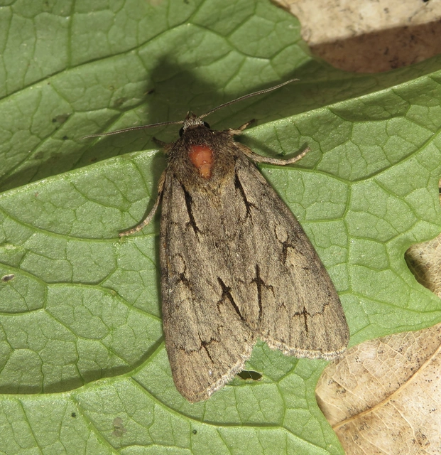Acronicta cuspis/tridens/psi