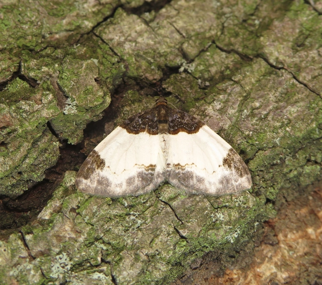 Mesoleuca albicillata - tarka fűzfaaraszoló