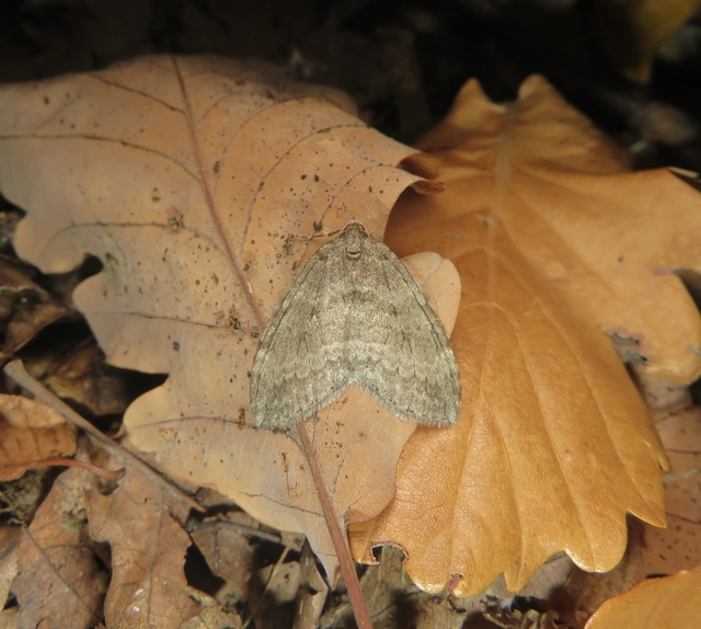 Epirrita christyi/dilutata