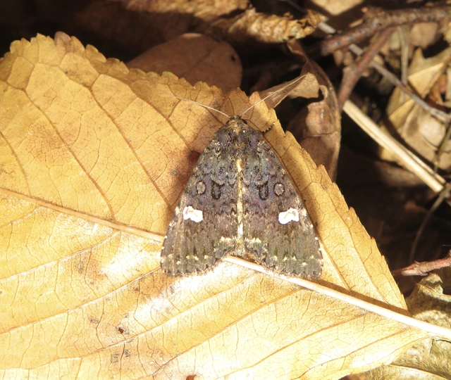 Melanchra persicariae - fehérfoltos kertibagoly