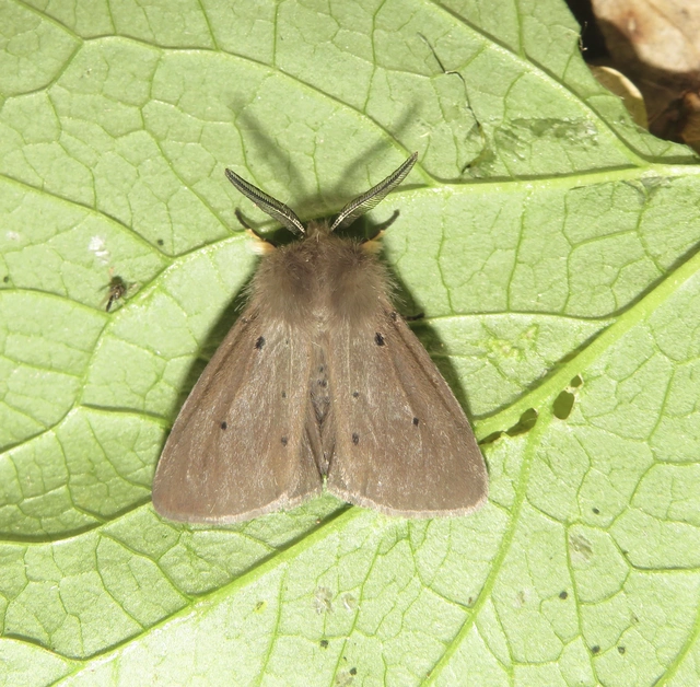Diaphora mendica - felemás medvelepke