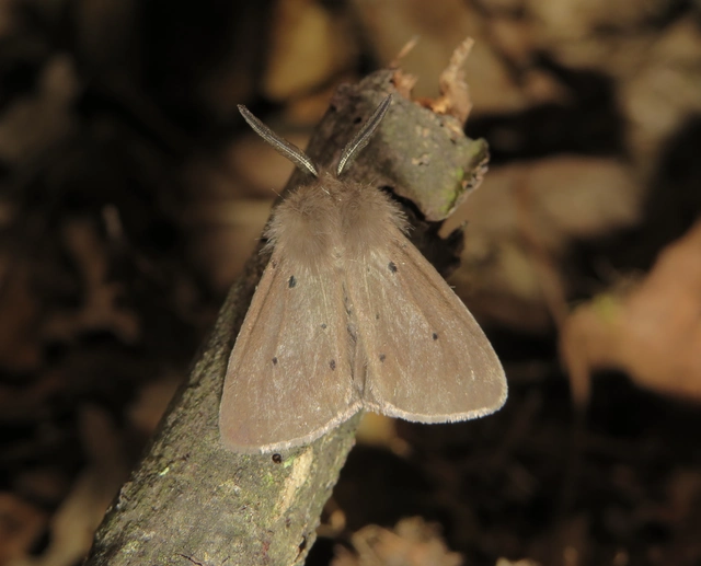 Diaphora mendica - felemás medvelepke