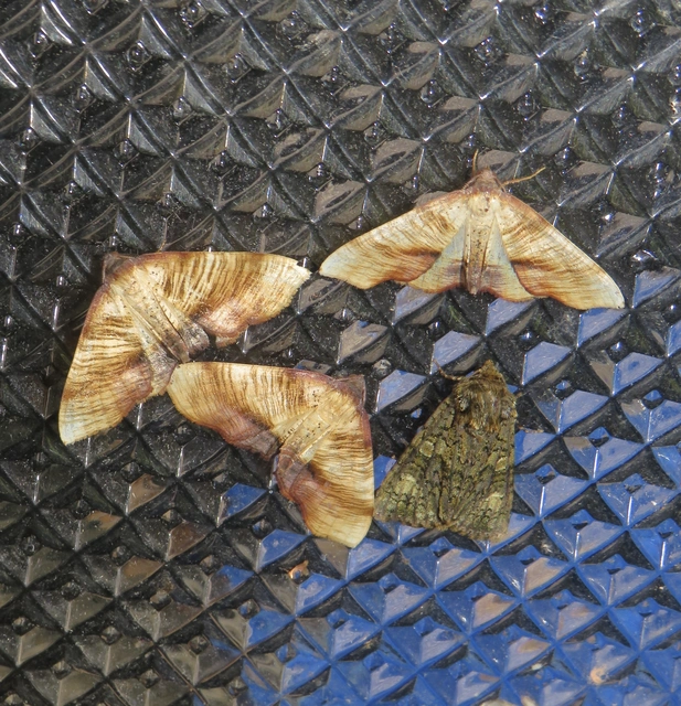 Plagodis dolabraria - baltaszárnyú araszoló