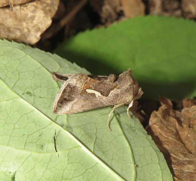 Macdunnoughia confusa - cseppfoltos ezüstbagoly