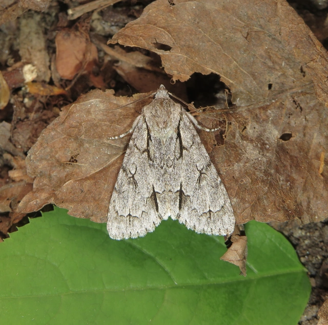 Acronicta cuspis/tridens/psi