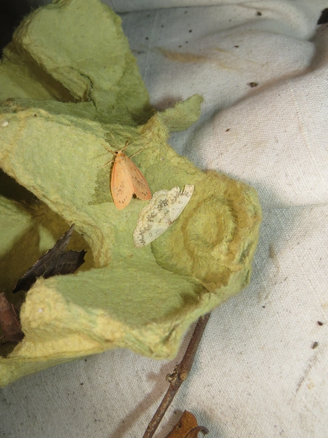 Cyclophora annularia - gyűrűs pettyesaraszoló