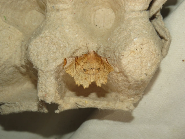 Selenia lunularia - egyfoltos holdasaraszoló