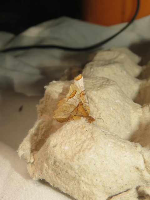 Selenia lunularia - egyfoltos holdasaraszoló