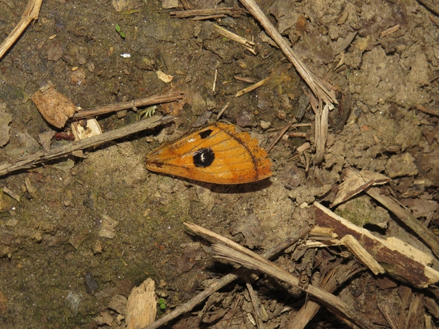 T-betűs pávaszem - Aglia tau