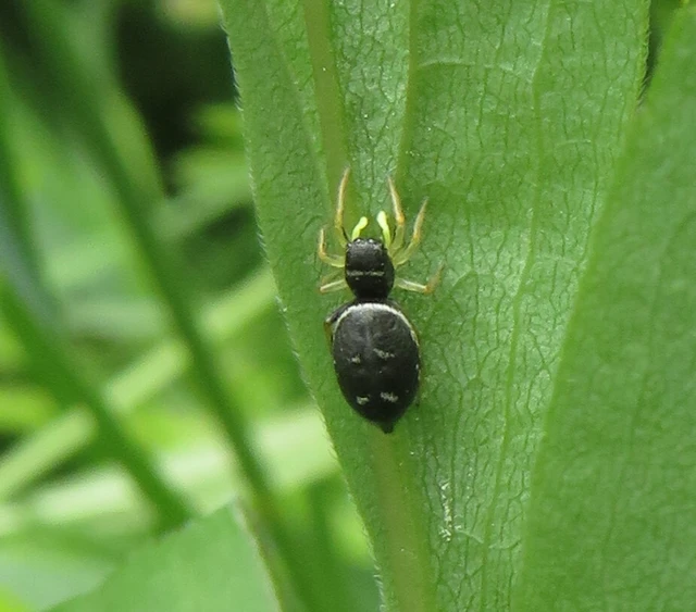 Heliophanus