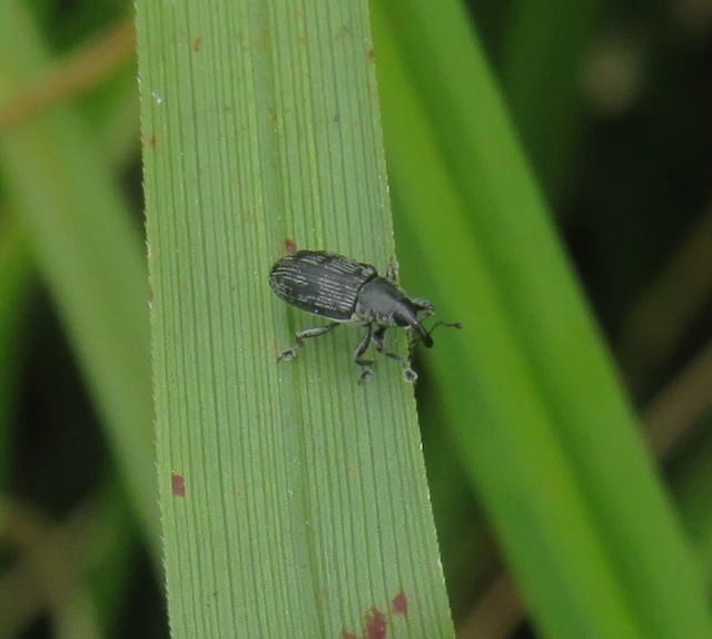szálkás báris - Limnobaris dolorosa