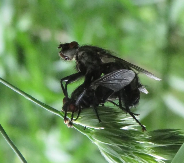 Sarcophagidae - húslégyfélék
