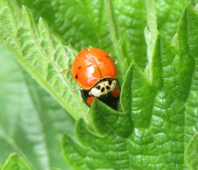 Harmonia axyridis - harlekinkatica