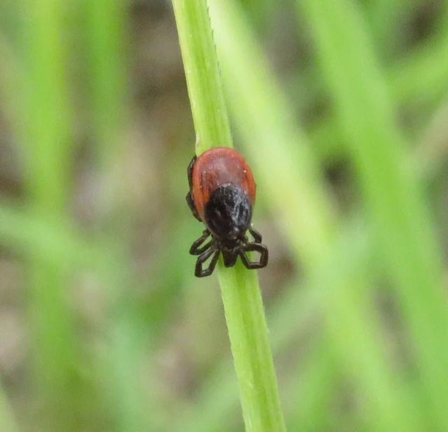 Ixodes