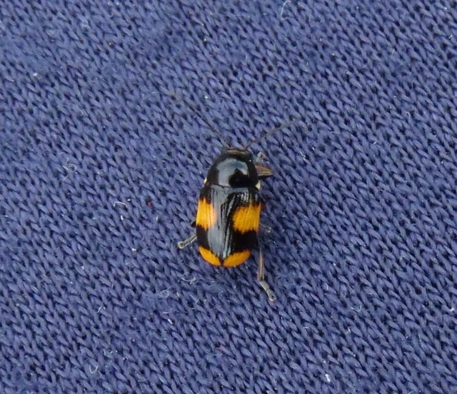 közönséges zömökbogár - Cryptocephalus moraei