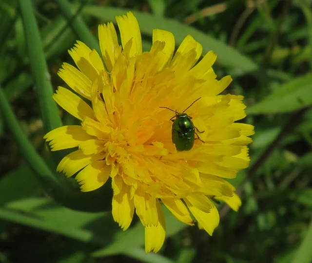 Cryptocephalus