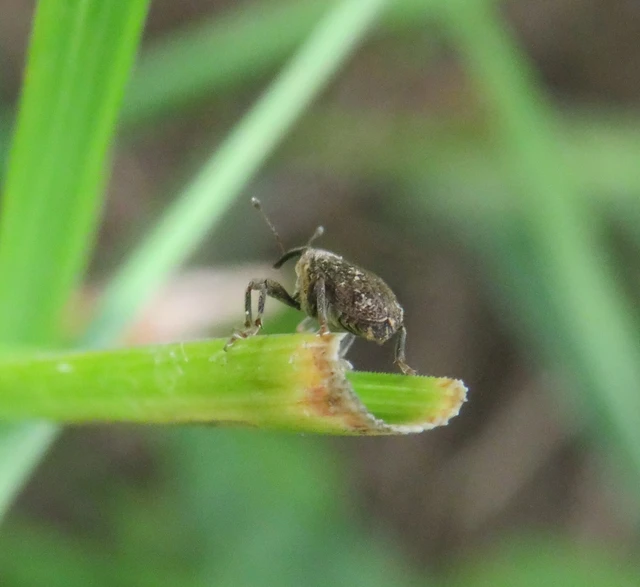 Ceutorhynchus pallidactylus - szőrös repce-ceutormányos