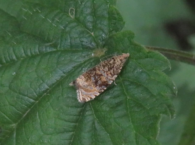 Celypha lacunana - vízparti tükrösmoly