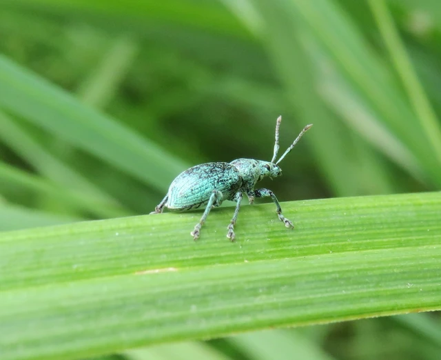 tömpeorrú levélormányos - Phyllobius thalassinus