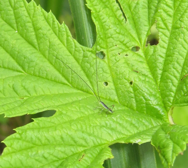 Conocephalus fuscus - kis kúpfejűszöcske