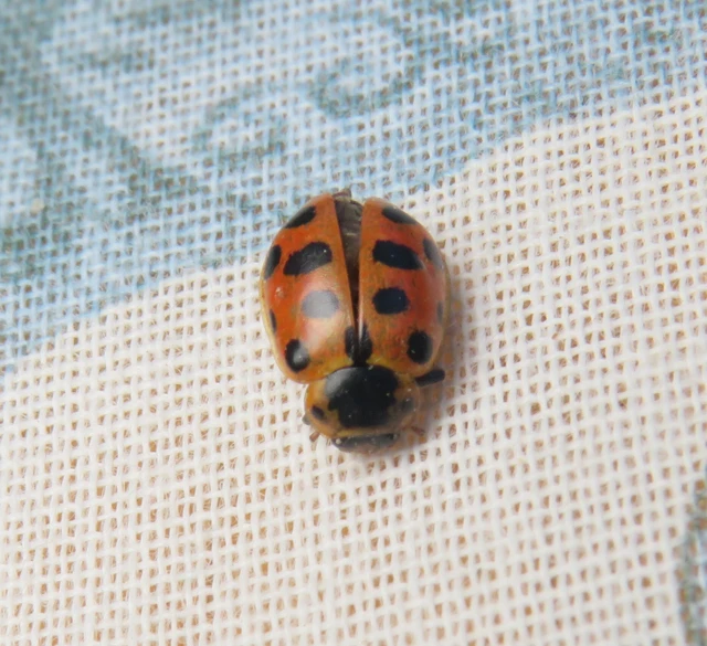 mocsári katica - Hippodamia tredecimpunctata