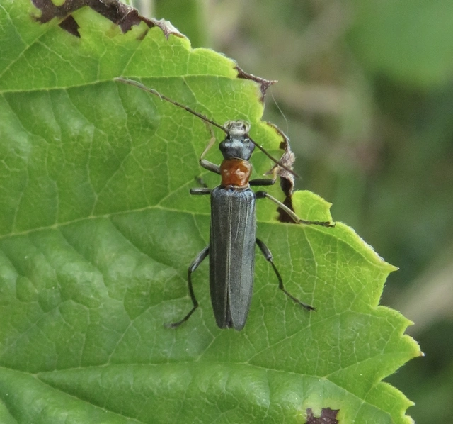 pirostorú álcincér - Oedemera croceicollis