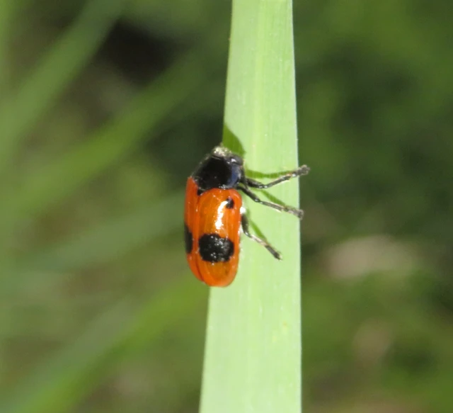 fűzfa-zsákhordóbogár - Clytra laeviuscula