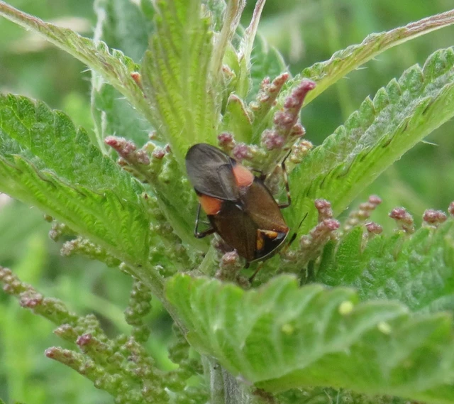 Deraeocoris