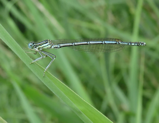 Platycnemis pennipes - széleslábú szitakötő