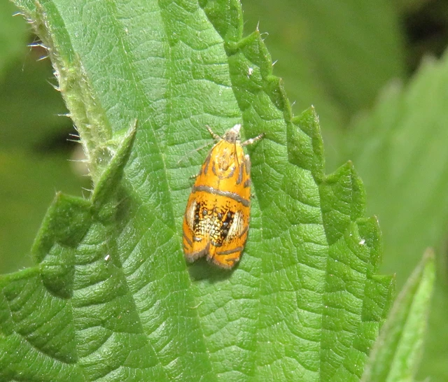 avarevő tükrösmoly - Olethreutes arcuella