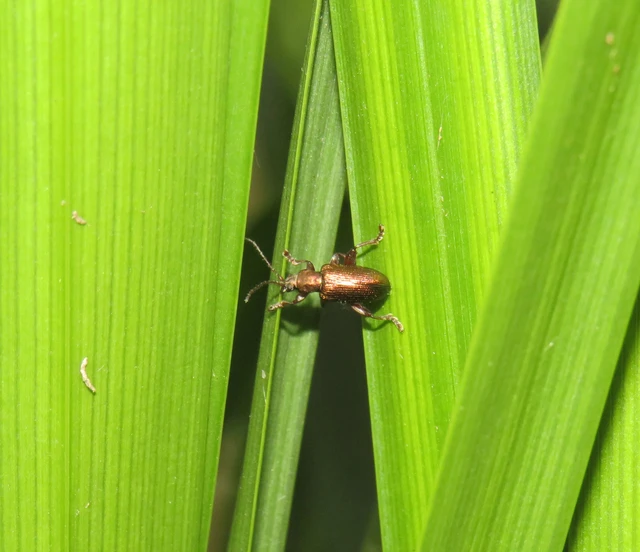 rövidnyakú sásbogár - Plateumaris consimilis