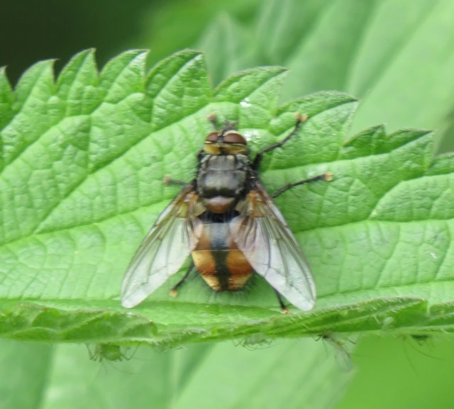 Tachinidae - fürkészlegyek