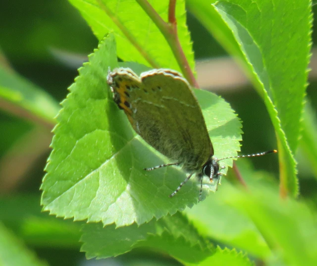 szilvafa-csücsköslepke - Satyrium pruni