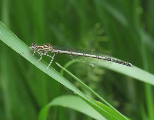 Platycnemis pennipes - széleslábú szitakötő