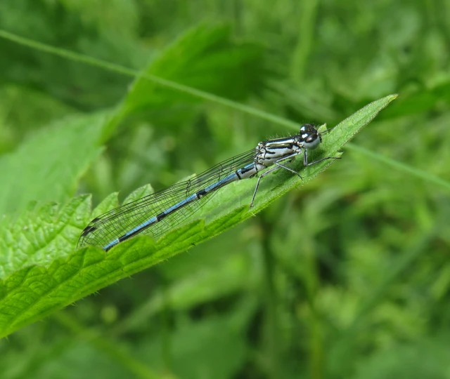 azúrkék légivadász - Coenagrion puella