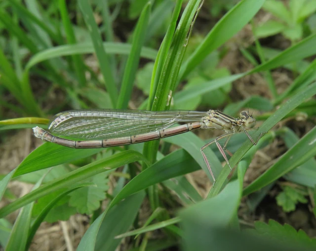 Platycnemis pennipes - széleslábú szitakötő