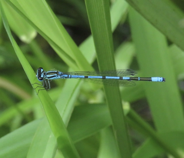 Coenagrion puella - azúrkék légivadász