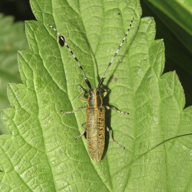 fehérgyűrűs bogáncscincér - Agapanthia villosoviridescens