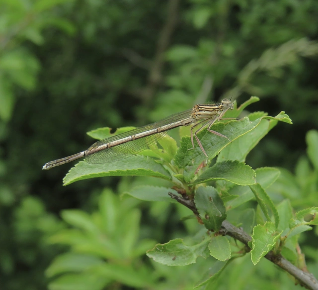 Platycnemis pennipes - széleslábú szitakötő