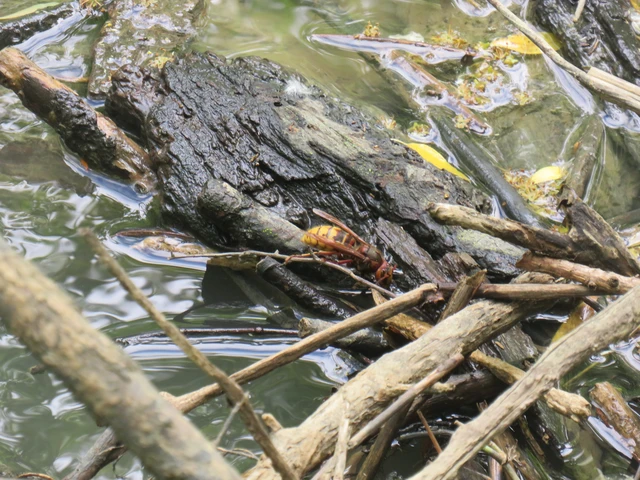 Vespa crabro - lódarázs
